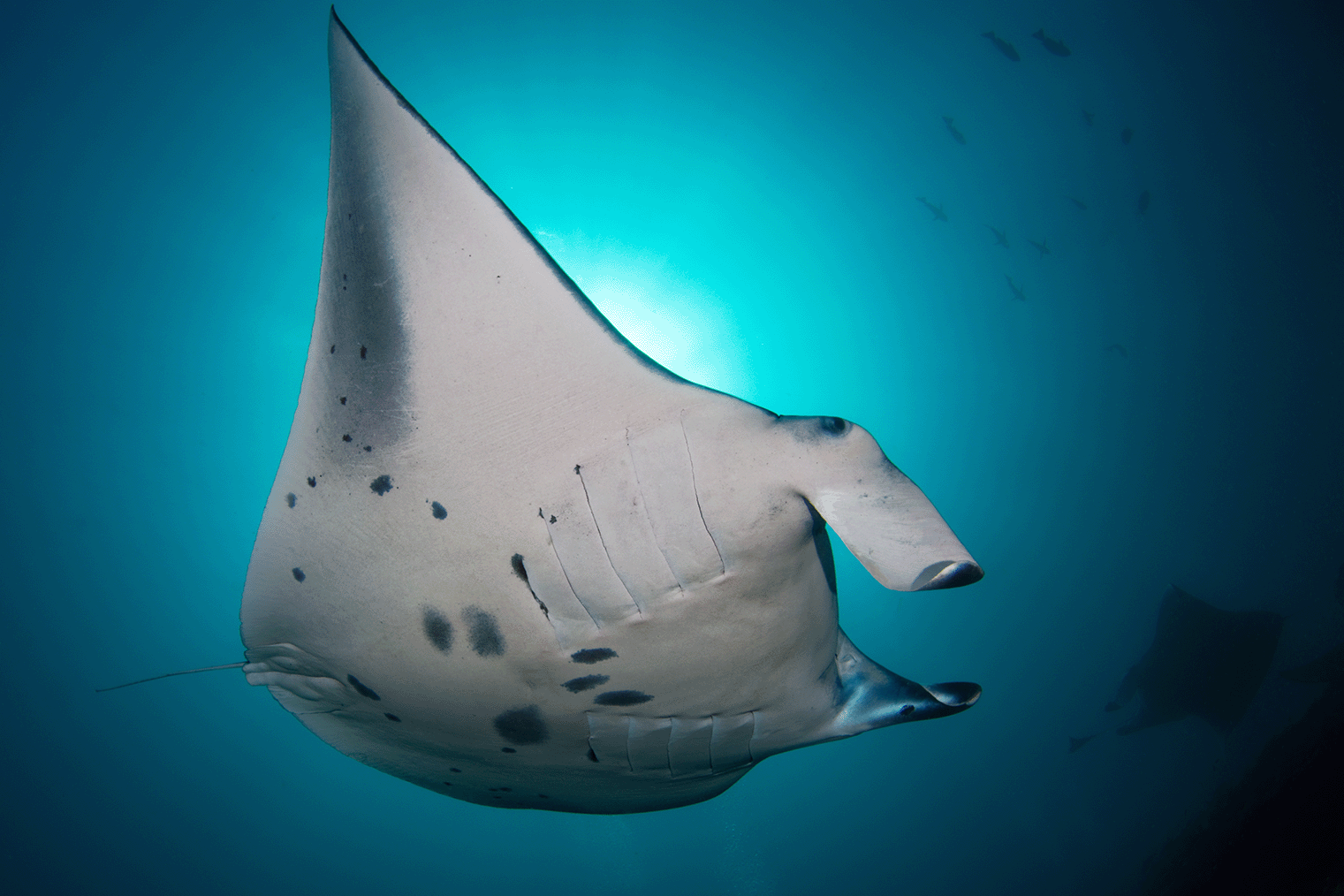 Manta - Bild von Vedran Braun