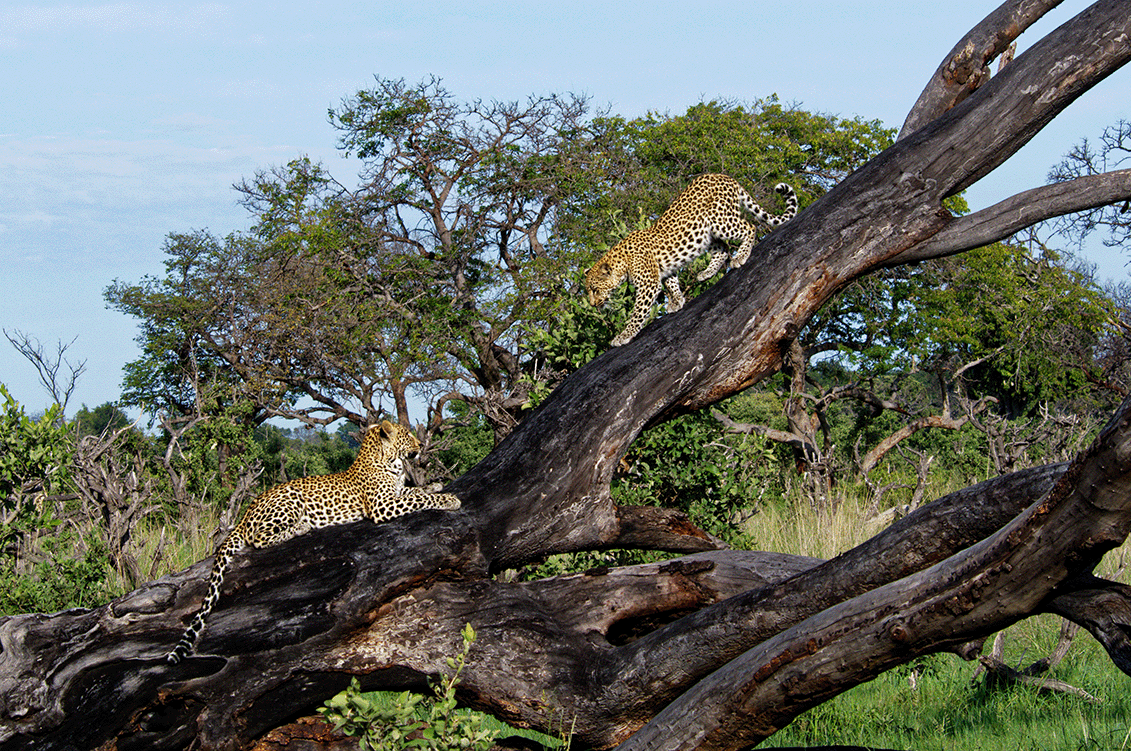 Leopard - Bilder von Vedran - Hinter den Kulissen Polynorm